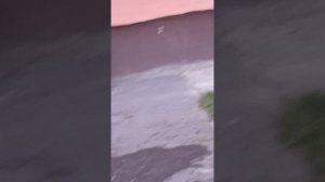 девки обалдели