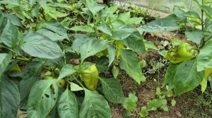 С дачи на море/Ейск