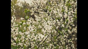 "Весна", учебный этюд