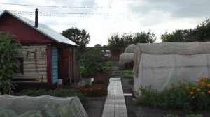 Нашествие скворцов