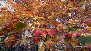 ХОРОШЕЙ ОСЕНИ! СВЕТА, РАДОСТИ, НАДЕЖД!