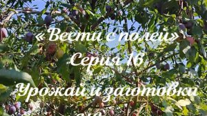 «Вести с полей» Серия 16. Урожай и заготовки.