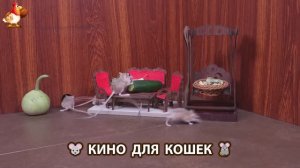 Видео для кошек про крысок развлекать питомцев 🐭🐀😂 (280)