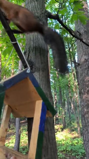 Вторая белка пришла к кормушке