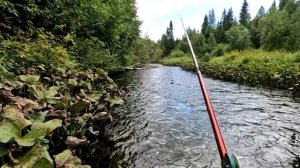 Я думал, что на меня смотрит медведь🍯🐻💤 Рыбалка на хариуса.