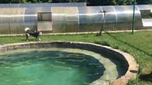 маламут Балто. Каменск-Уральский