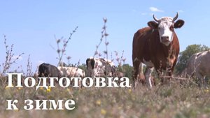 Аграрии ЛНР заготовили на зиму более 4 тысяч тонн сена и 900 тонн сенажа