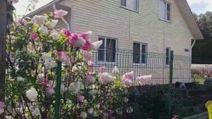 Посёлок Подборовье /Выборский р-он / Лен. обл /Мои бродилки по лесу ...24.08 2025г.