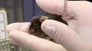 Четвертые сутки идет эксперимент Роскосмоса о влиянии радиации на организмы