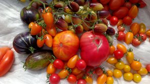 Сезон подходит к концу, собираем томаты🍅 в теплицах