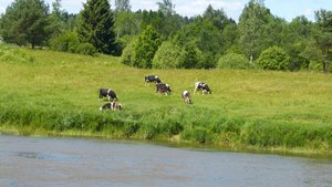 Ох, вот это рыба! Усатая...