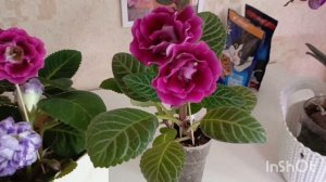 Обзор на все мои глоксинии которые сейчас цветут 🤗красота неимоверная 😍🙏😇😇#глоксиния #цветы