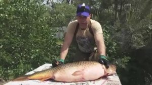 БАЛЫК! УХА! ИКРА! ВКУСНО НАКОРМИЛ ВСЮ СЕМЬЮ - ОДНОЙ РЫБИНОЙ! 4 БЛЮДА ИЗ ОГРОМНОГО САЗАНА (КАРП)