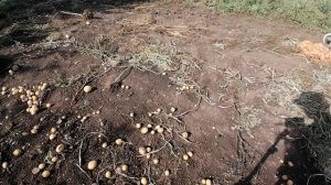ЗАКОНЧИЛИ УБОРКУ КАРТОФЕЛЯ, ГОТОВИМ ПОЛЕ НА СЛЕДУШИЙ ГОД.