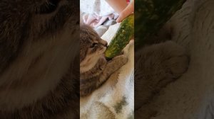 Смишные видео