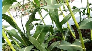Об удалении пасынков у кукурузы