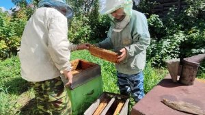 Помогаю папе с пчелами.