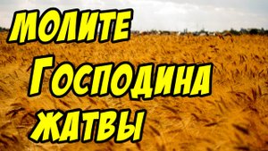 Молите Господина жатвы - Василий Савич. Христианские проповеди