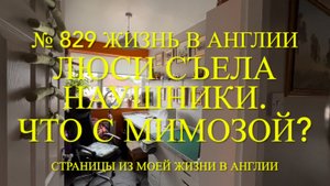 Чихуахуа Люси съела наушники. Что происходит с мимозой? Разные новости. № 829 Жизнь в Англии