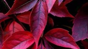 СЕНТЯБРЬ--ЛЕВ(астро)