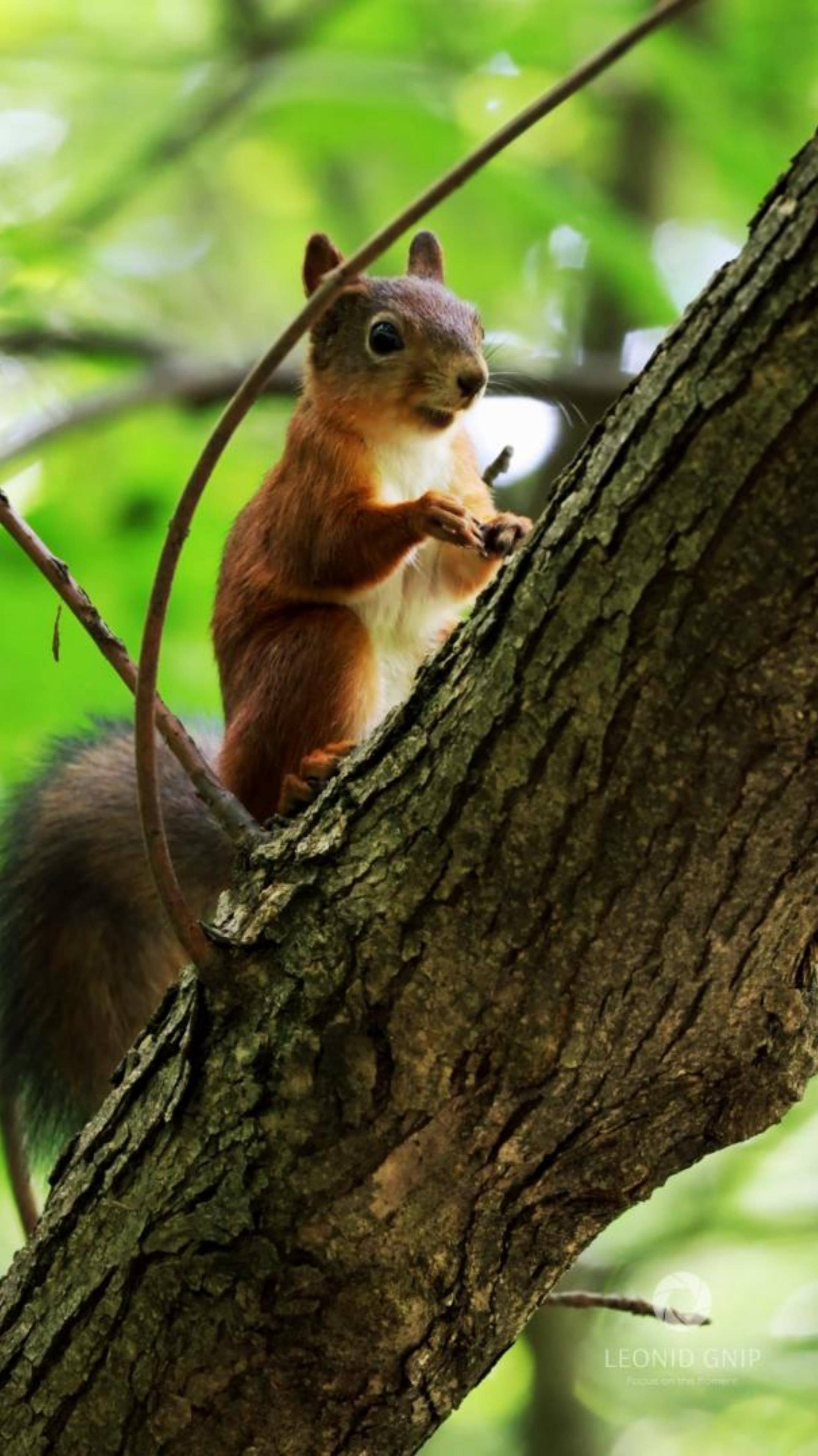 Встреча с белкой в лесу