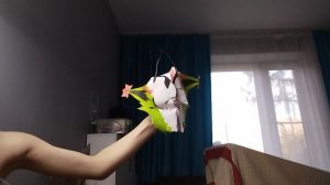 Вот вас ещё мои драконы