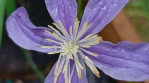 Клематис Арабелла  (Integrifolia)