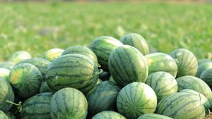 Арбузы на любой вкус. Как экспериментируют с семенами бахчеводы в Казахстане?