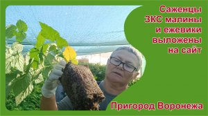 Саженцы ЗКС малины и ежевики на конец августа. Что в наличии. Пригород Воронежа.