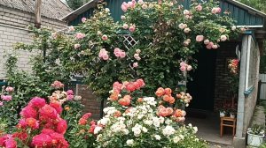 Розы. 24.08.25 г.