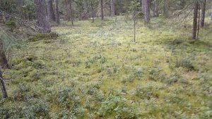 После проезда полное отсутствие каких либо следов , хоть камешки за собой кидай .