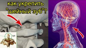 Почему зуб второго шейного позвонка не только питает мозг, но и угрожает ему? Упражнения