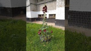 Домашний беспредел