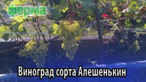 Виноград десертного сорта Алешенькин