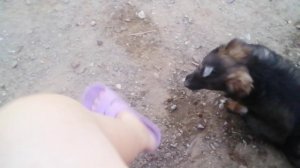 Гаф гаф собаки