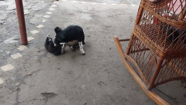 Пышечка против мамы :)