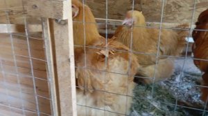 обзорное видео нашего курятника и не только.