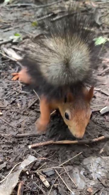 Любопытная белка с ирокезом