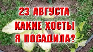 23 августа. Новая клумба у забора. Посадила шесть хост