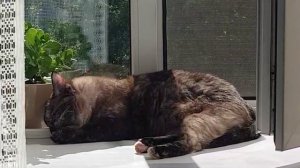 Леся и Сёма - Чистенькая Леся