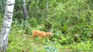 Фотоловушка на Гоношихе-август2025