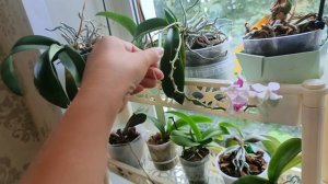 Орхидейная коллекция. Месяц в отпуске. Есть потери...