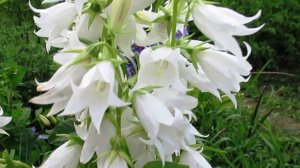 Колокольчик широколистный Альба всегда украсит участок