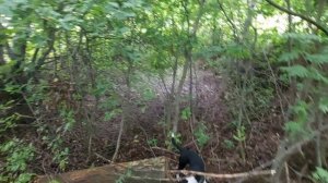 Голос робота за кадром ищет Лёню в лесу вместе с Чижиком