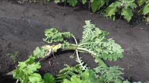 Если дайкон начинает цвести