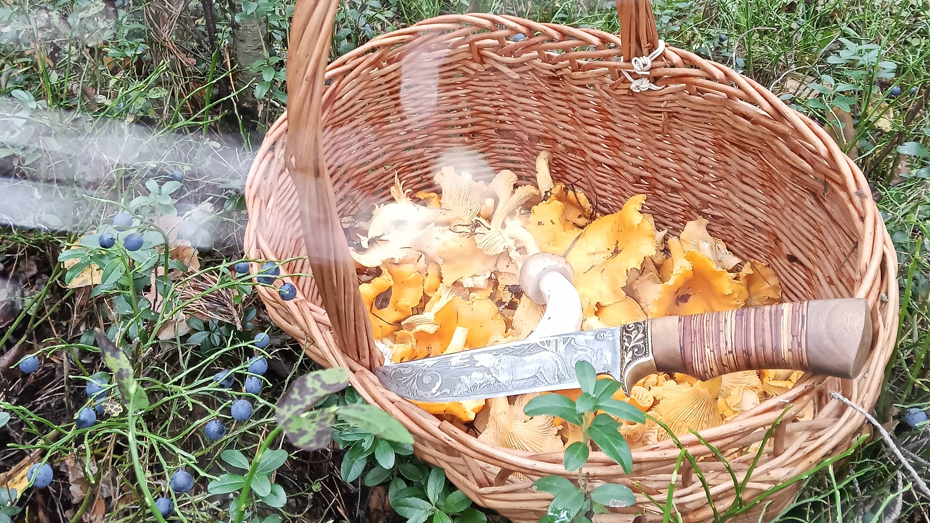 За лисичками часть вторая, летне осенний  сезон 2025. смотреть онлайн