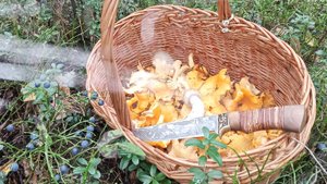 За лисичками часть вторая, летне осенний  сезон 2025.