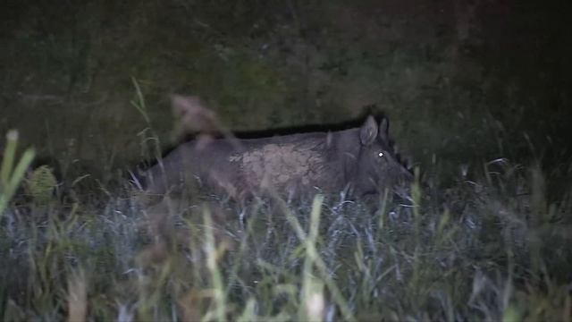 Охота на Койот смотреть онлайн