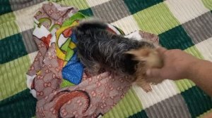 Злая собака Фея или Фейка- задира