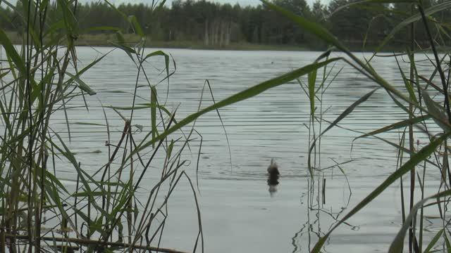 На ДЕСНЕ ОПАСНО !!!! пришлось ловить на карьере рыбу на ПОПЛАВОЧНУЮ УДОЧКУ.